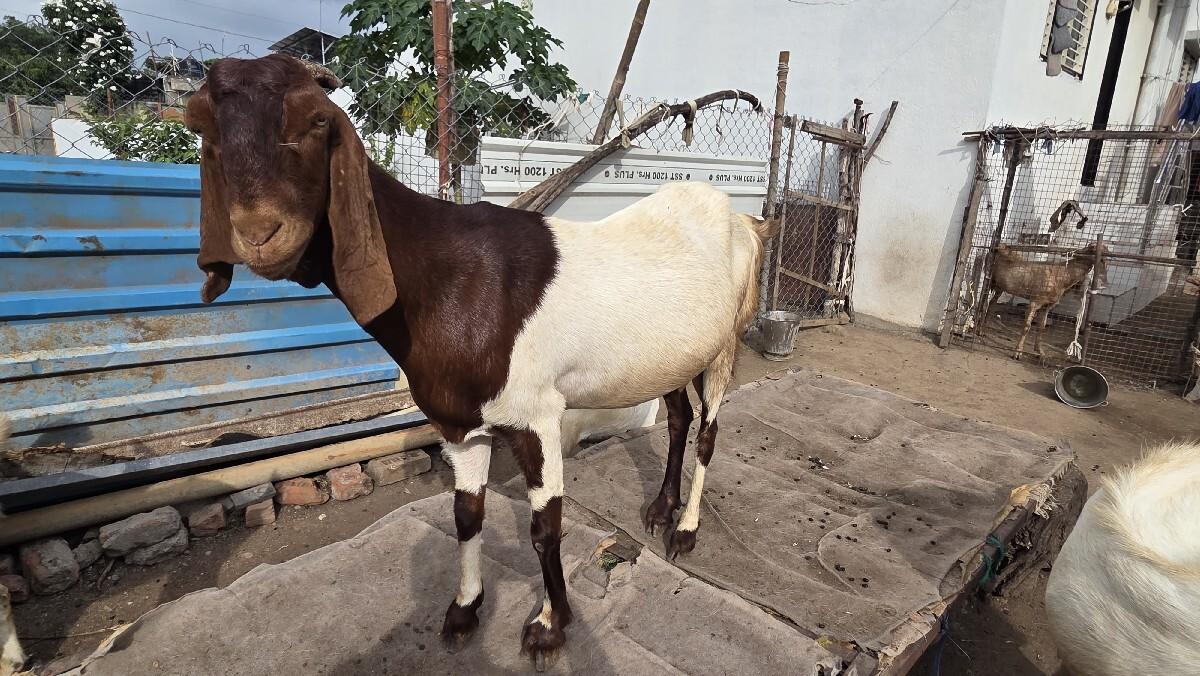 Punjabi bakari vechvani che