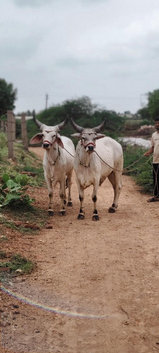 થંબનેલ 2