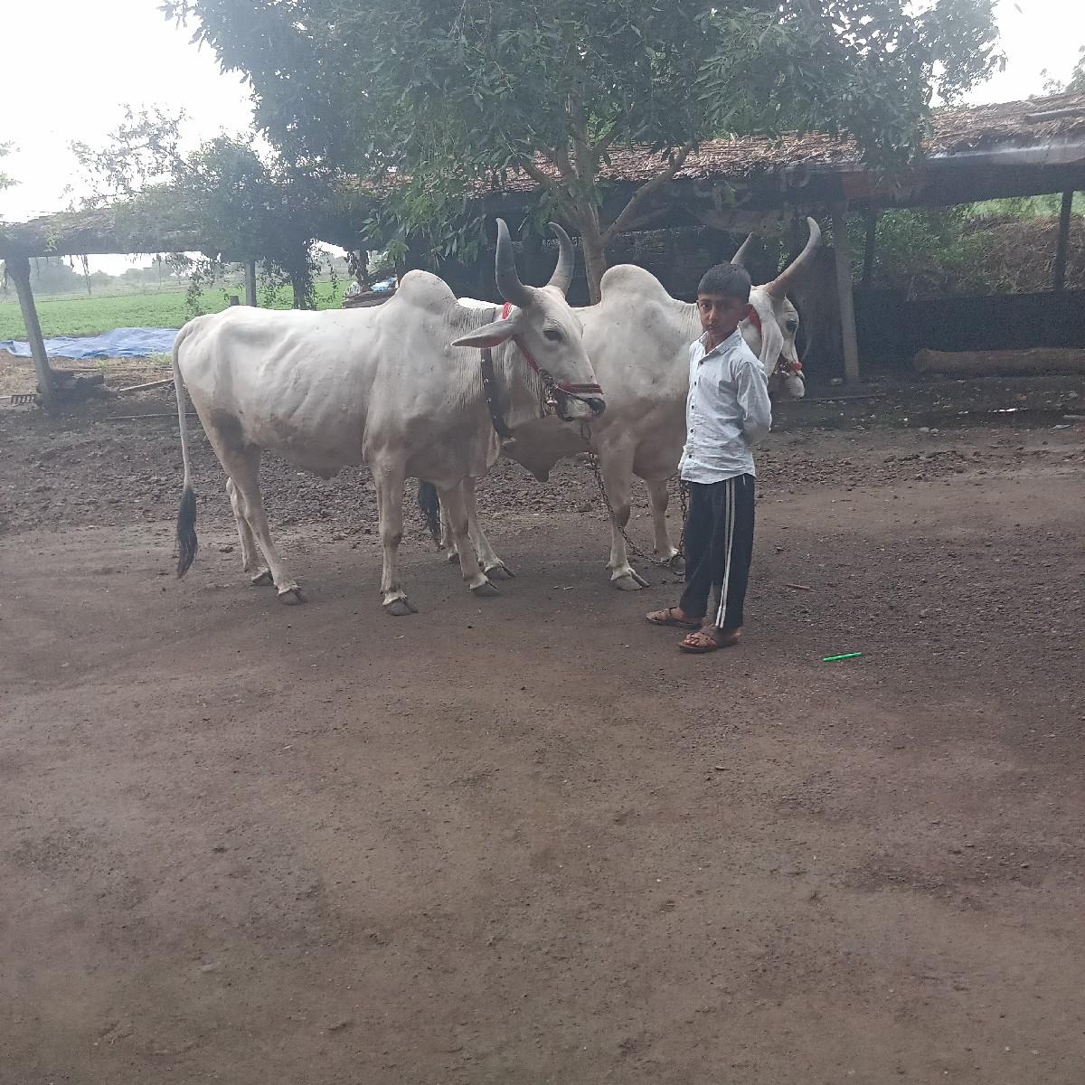 થંબનેલ 2