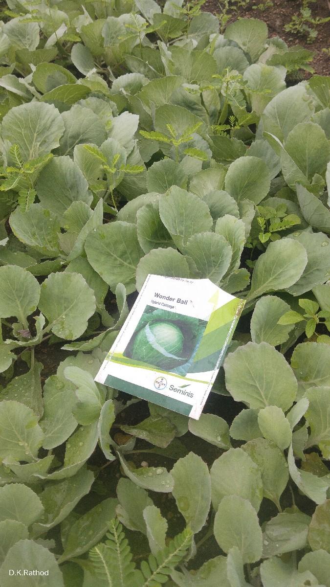 કોબી નોરોપ