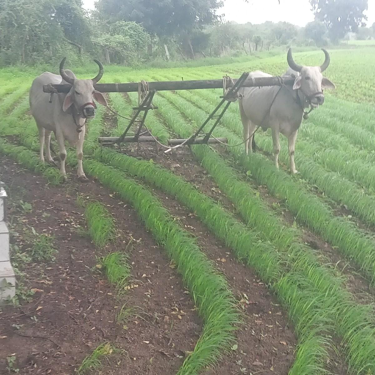 બળદ.  વેચવાના.  છે