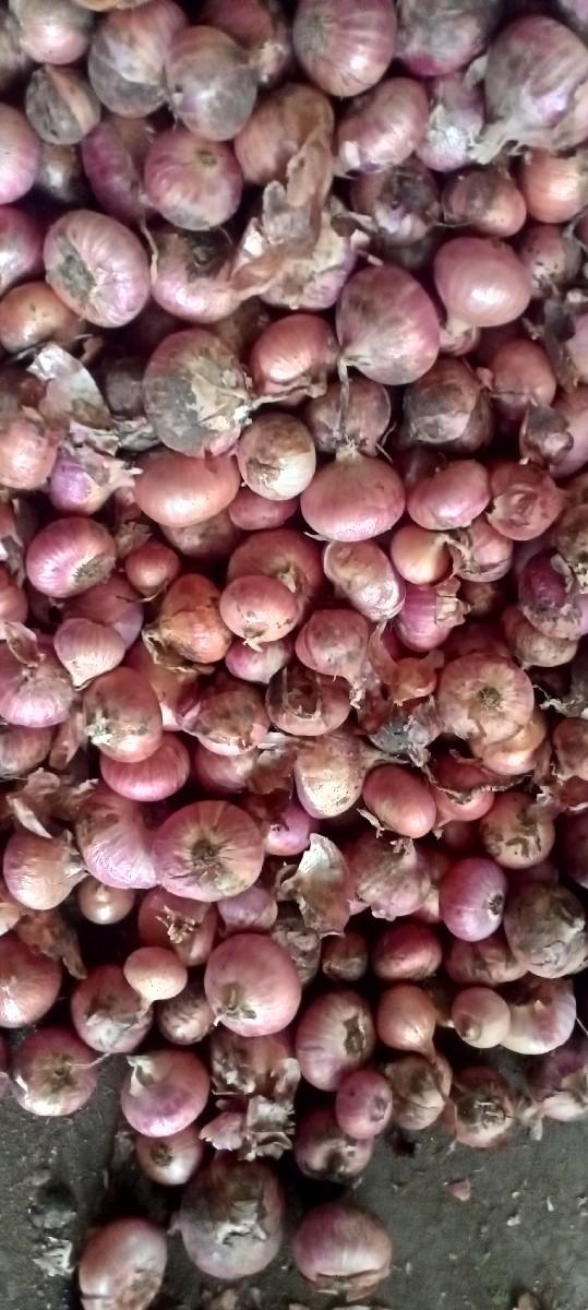 ડુંગળી વેચવા નીછે