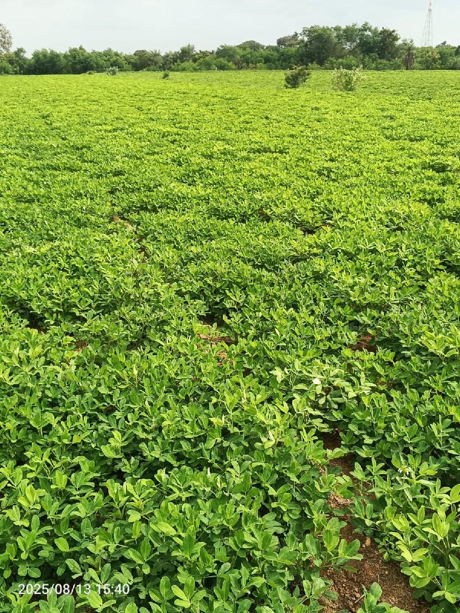 थंबनेल 3