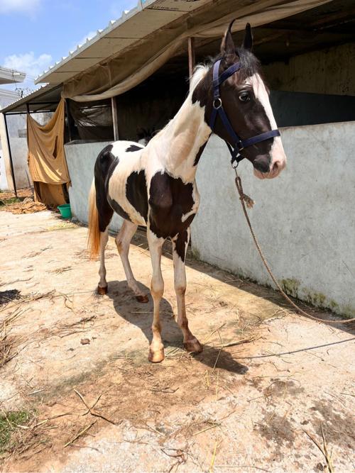 થંબનેલ 2