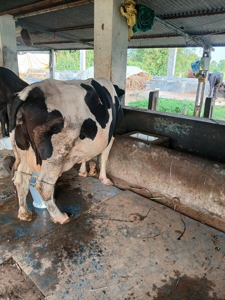 વેચવાની