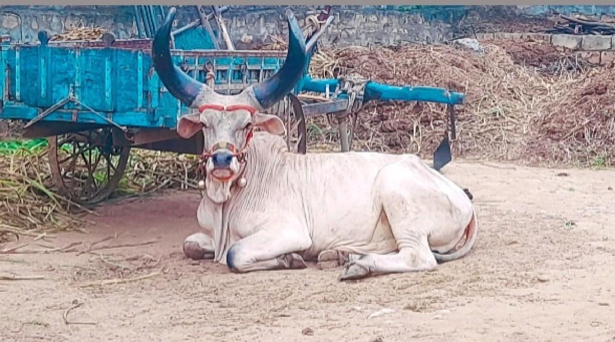 વઢીયારા ગોધલા વેચવા ના છે.