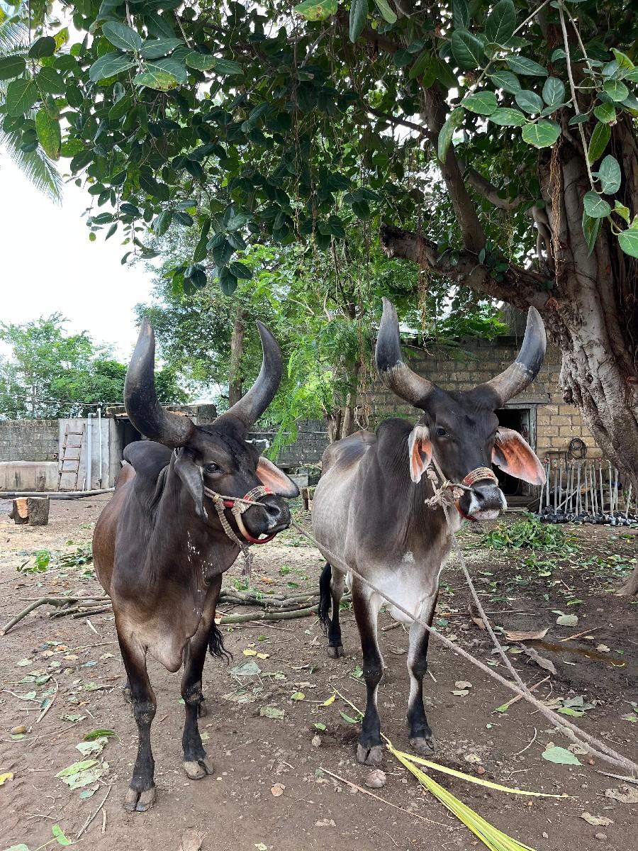 थंबनेल 2