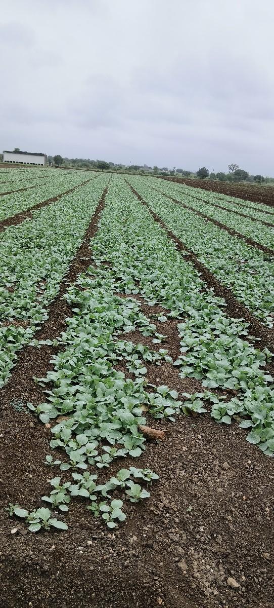 કોબી નો રોપ