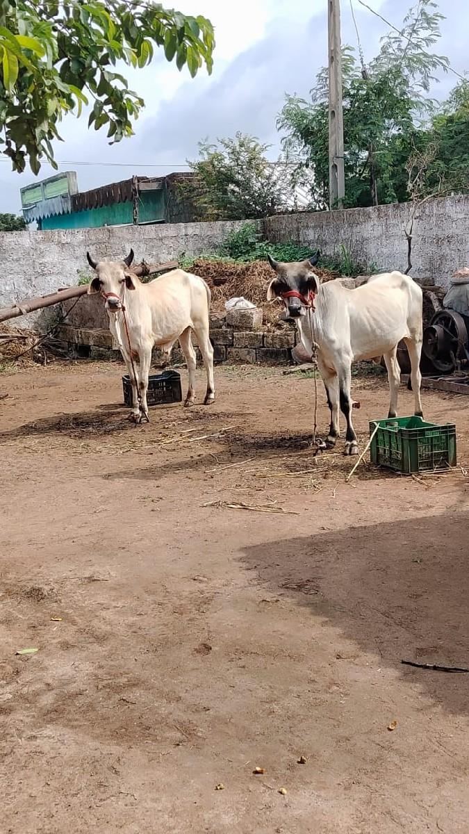 थंबनेल 3