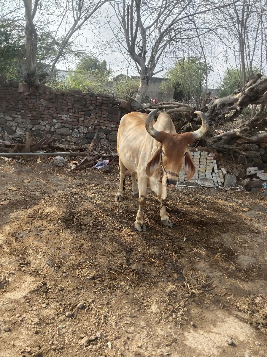 ગોઢલા વેચવાના છે