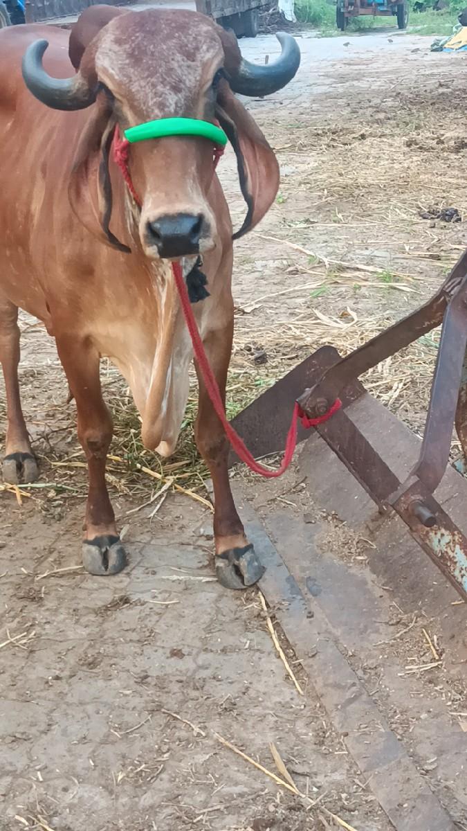 ગાય વેચવાની છે