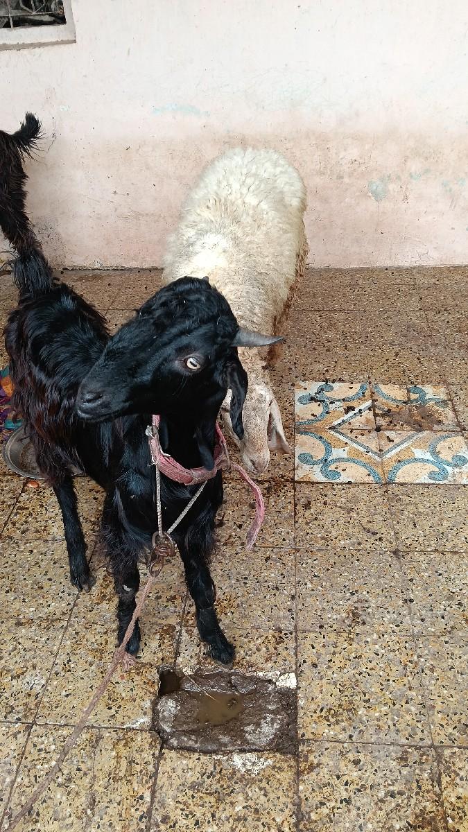 વેચવાના છે  2 સાથે