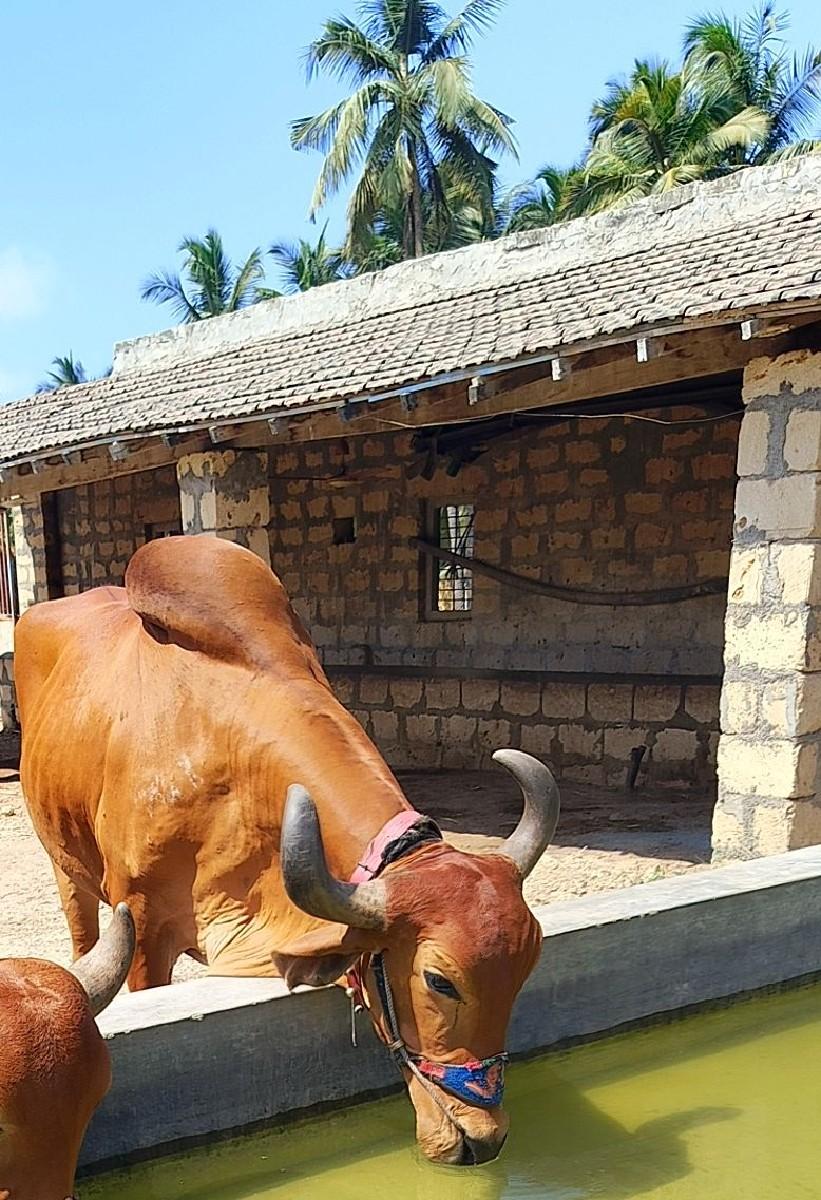 બળદ વેચવાનો છે