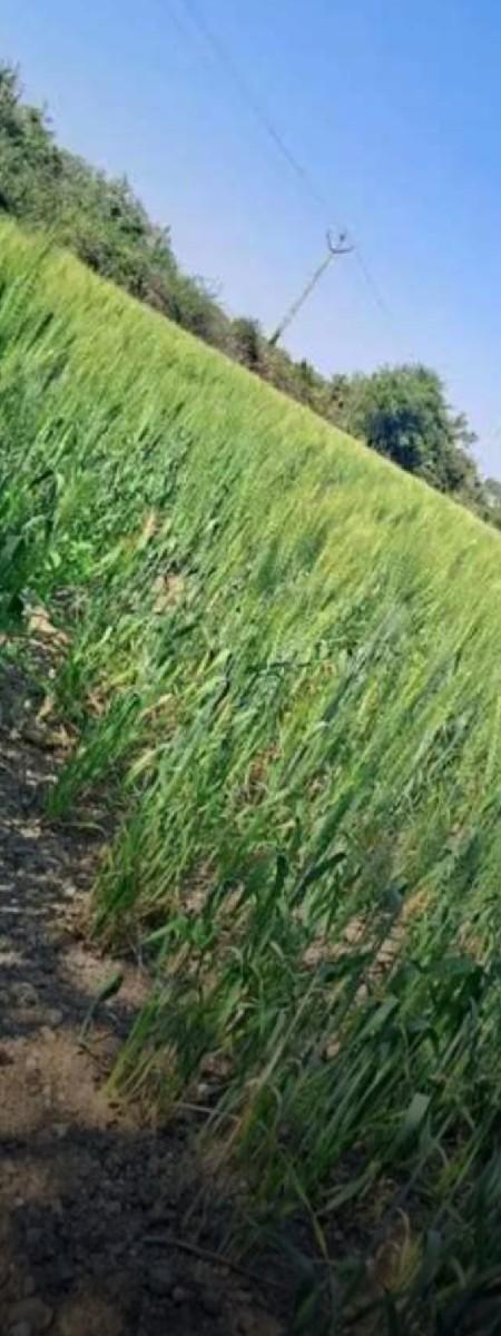 ગામ:ફુલઝર તા:બાબરા જિ:અમરેલી જમિન