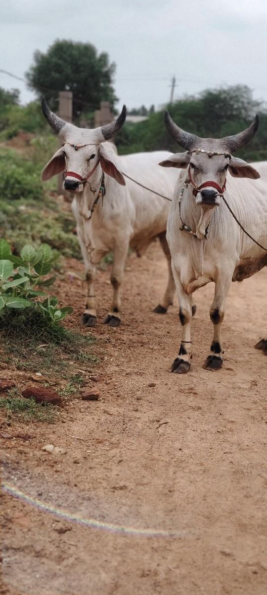 થંબનેલ 3