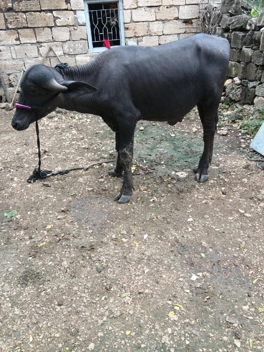 ગીર ખોરાસા