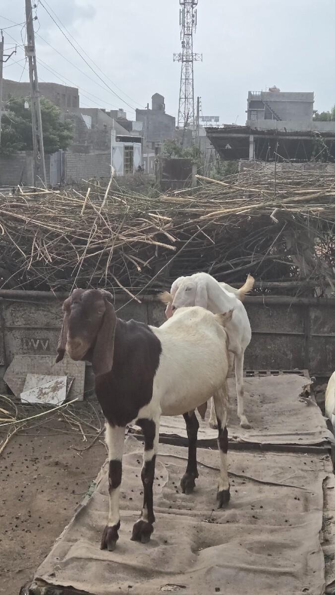 थंबनेल 2