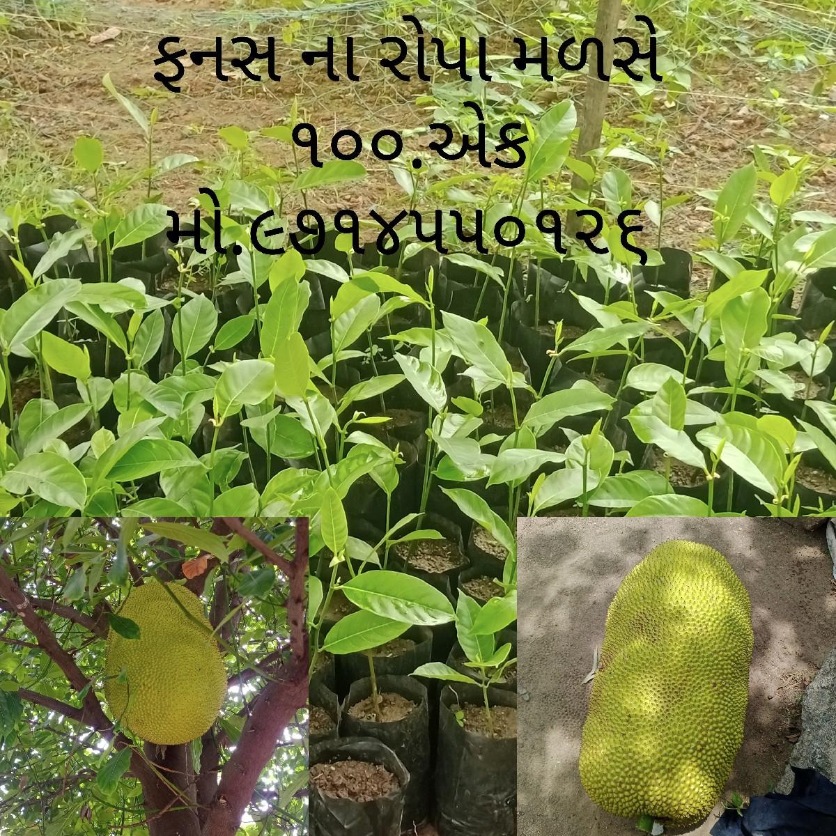 ફનસ ના રોપા વેચવાના છે