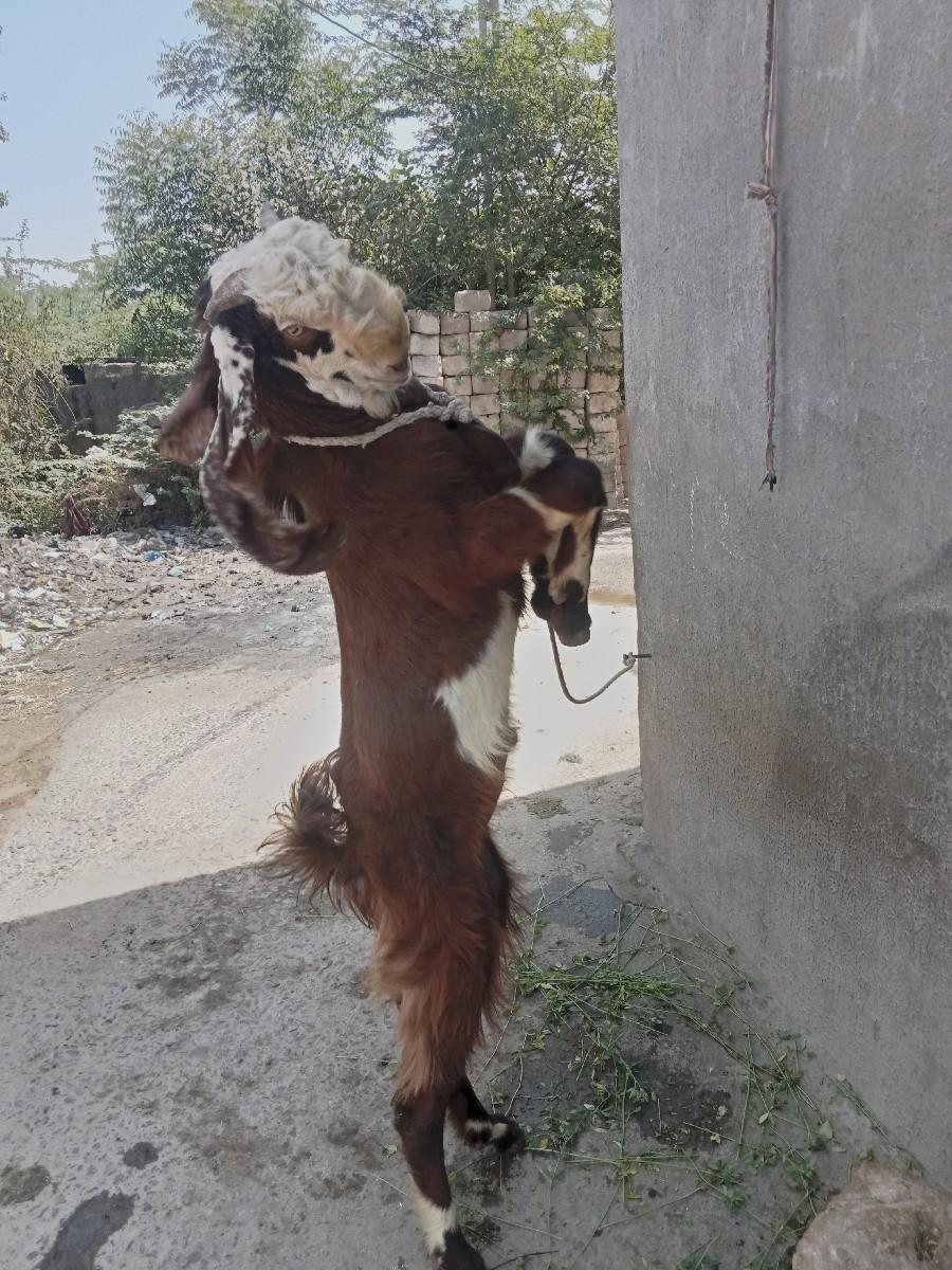 થંબનેલ 3