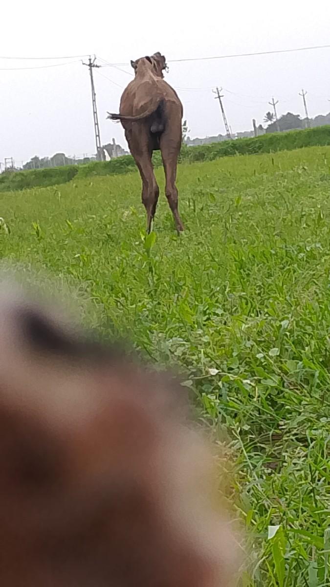 સાઢીયો વેસવો