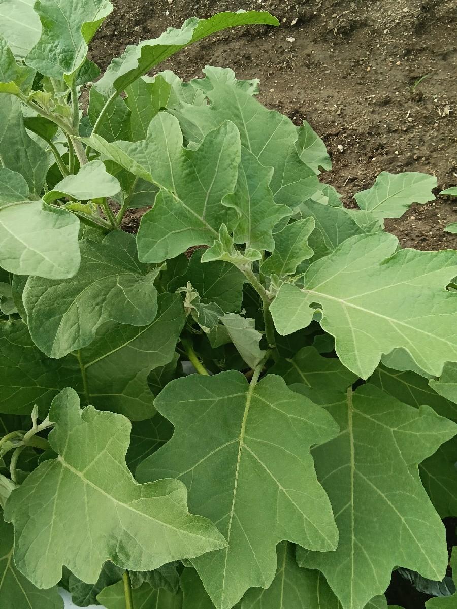 ખેતી ની જમીન વેચવાની છે