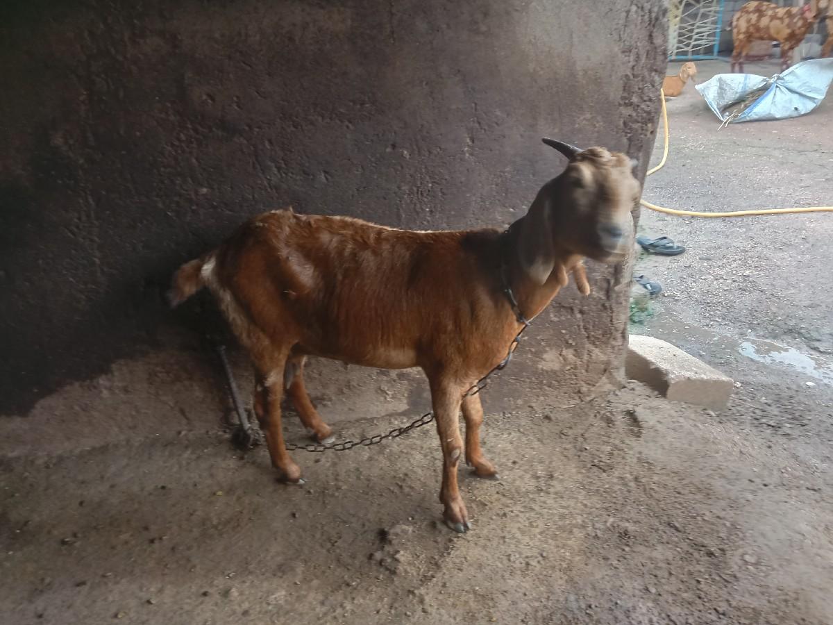 थंबनेल 2