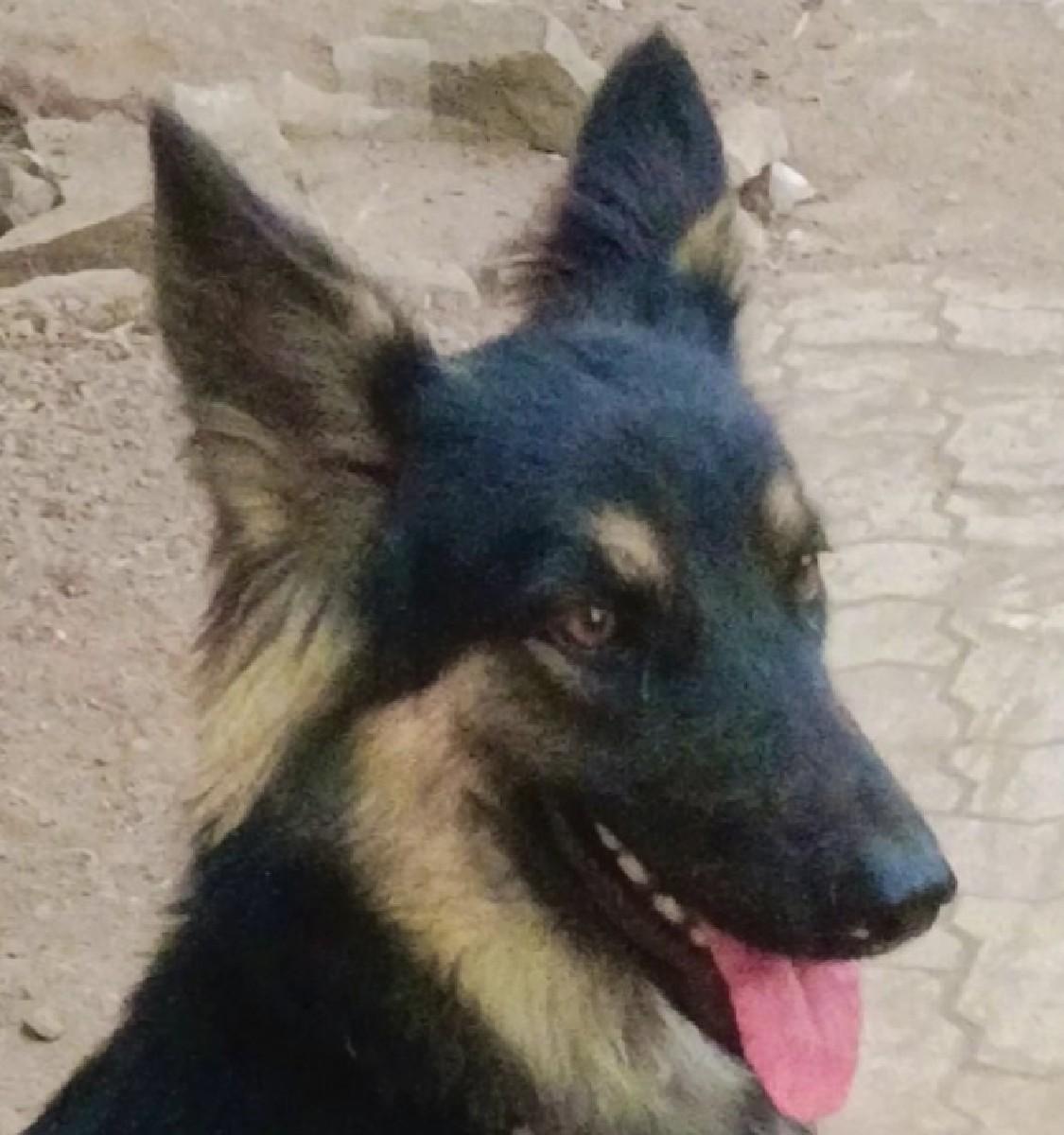 જર્મન શેફર્ડ ફીમેલ વેચવાની છે