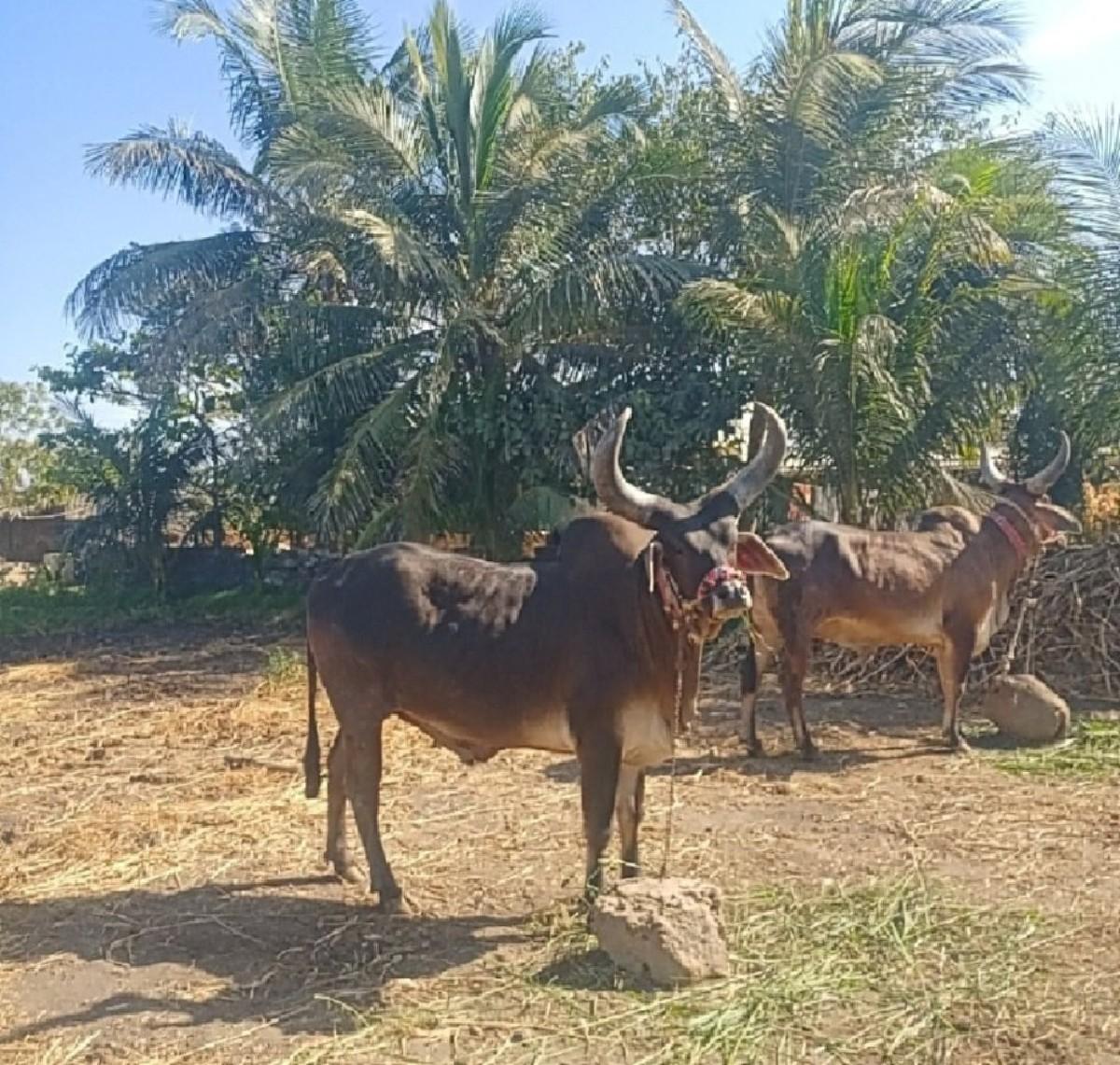 थंबनेल 3