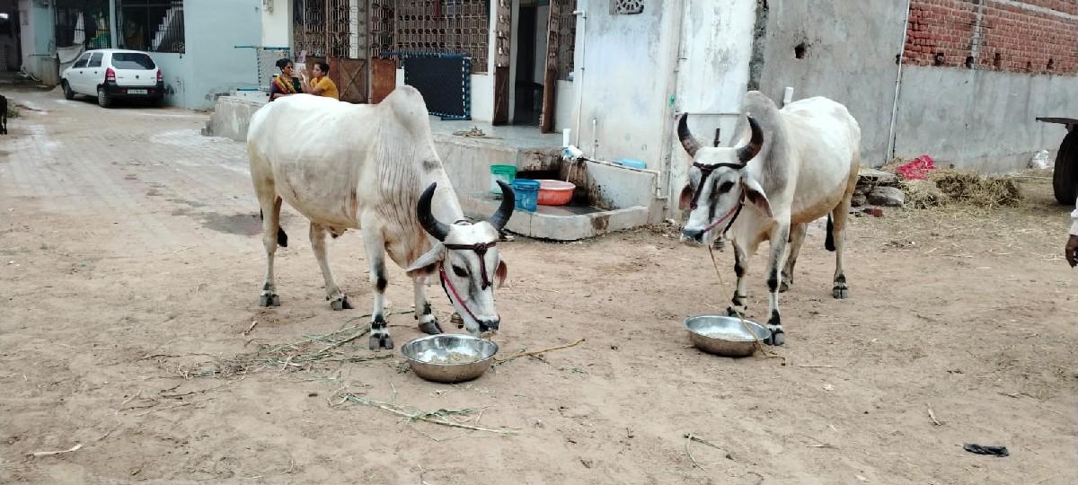 બળદ વેચવાના છે