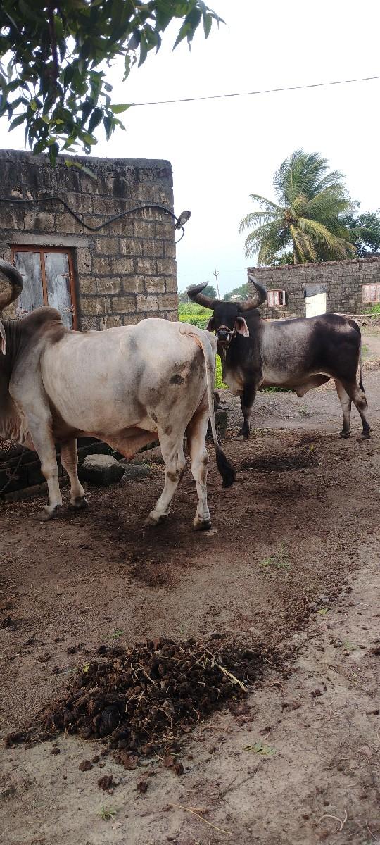 थंबनेल 2