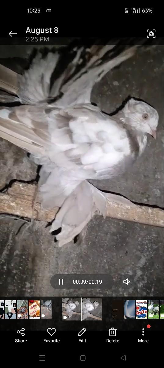 મોરપીછં કબુતર વેચવાના છે