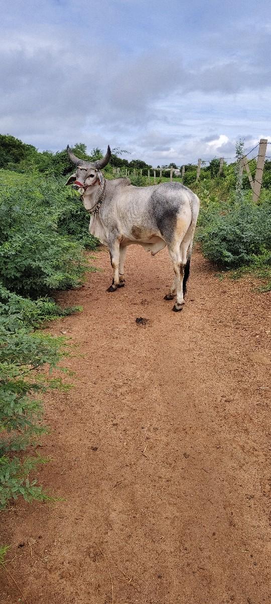 2 2 દાતે છે