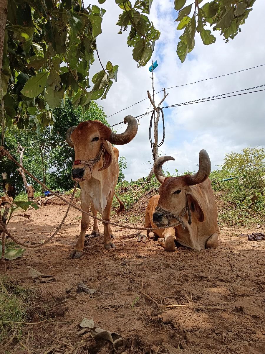 બળદ વેચવાના છે