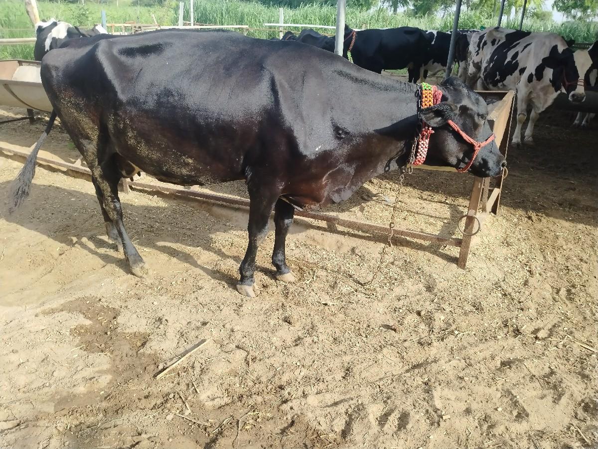 ગાયો વેચવાની છે 10