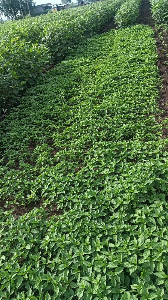 મરચી નો લોપ વેચવાનો છે