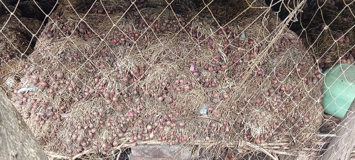 ડુંગળી. ની. કાંજી