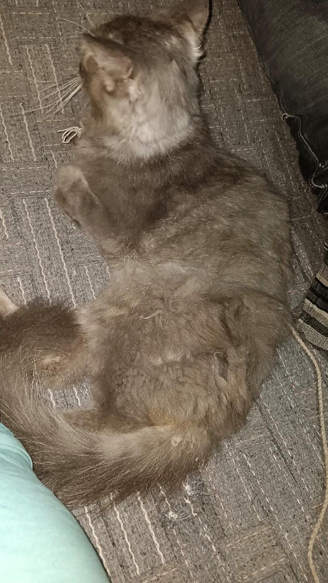 બિલાડો વેચવાની છે