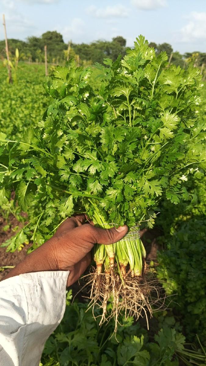 કોથમરી વેચવાની છે