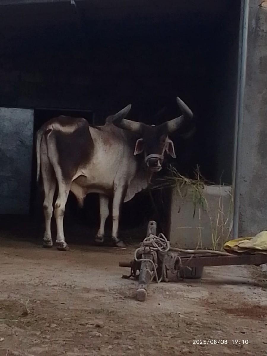 બળદ વેચવાનો છે
