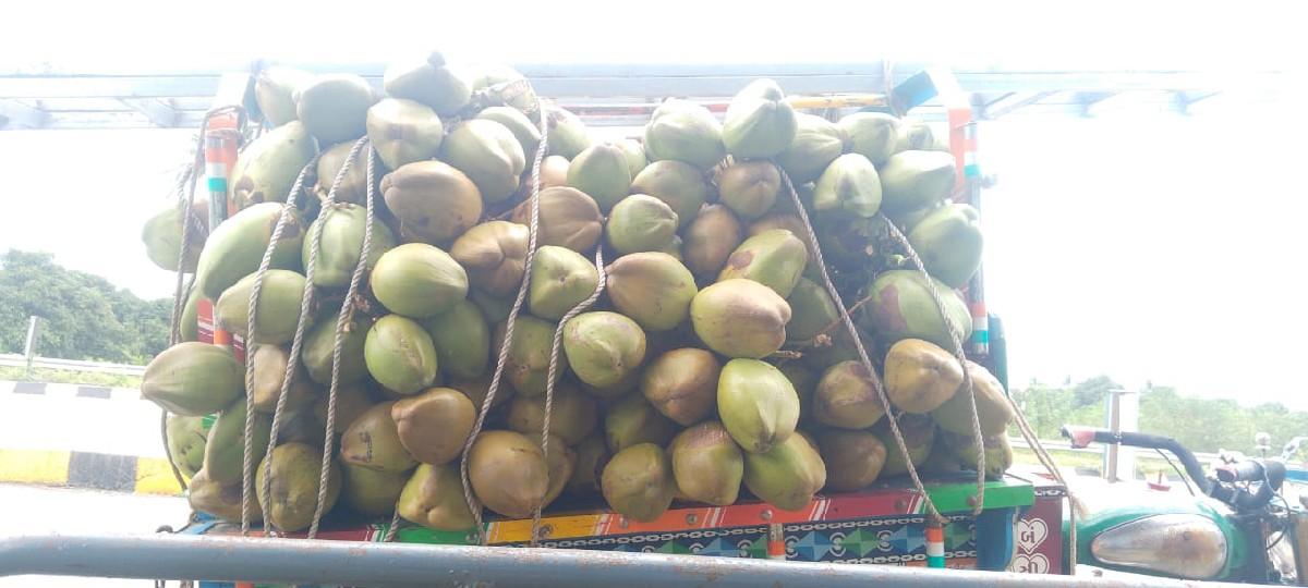 નાલિયેલ