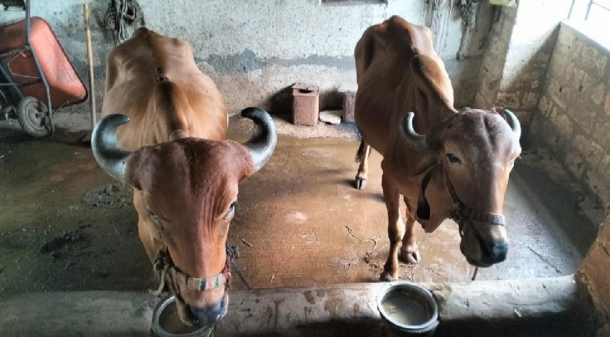 બળદ વેચવાના છે