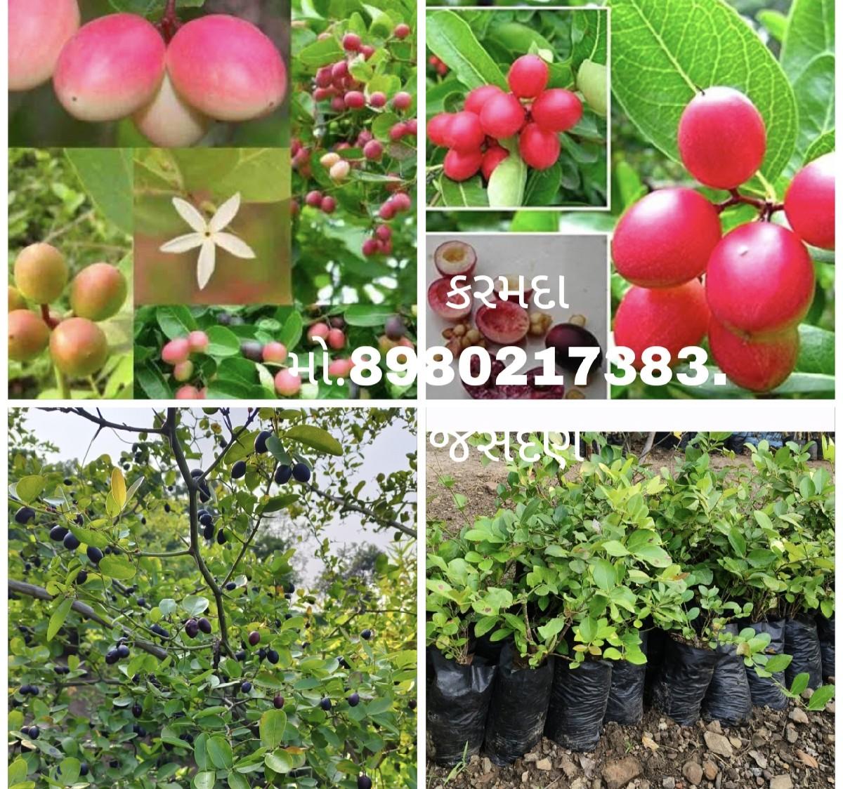 थंबनेल 3