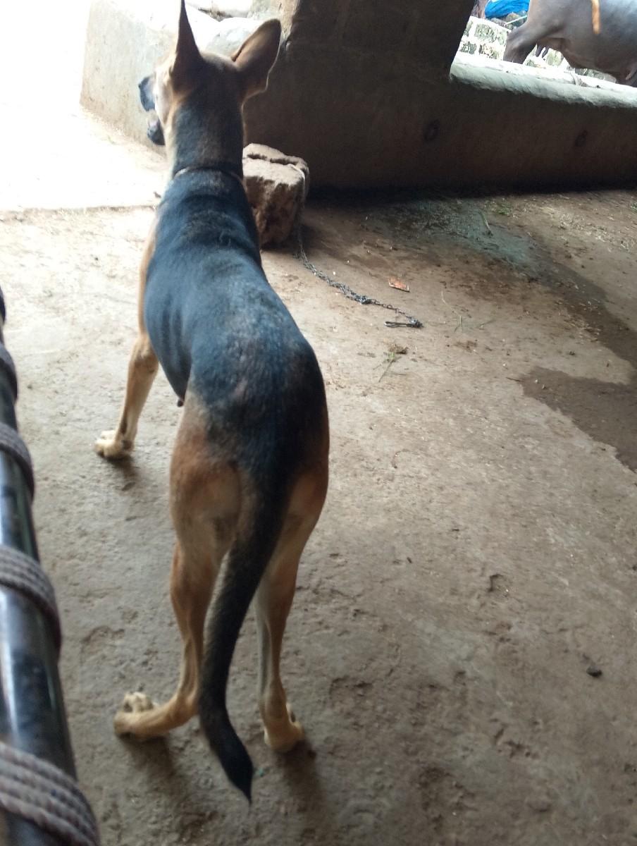 જમૅન કૃતરી દેવાનીછે.