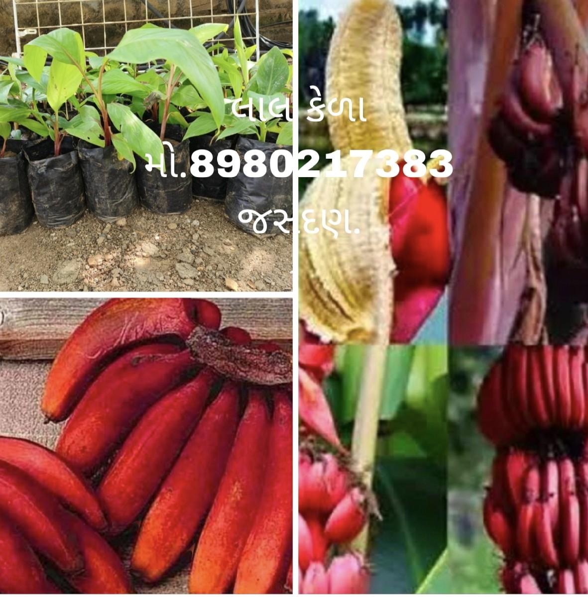 थंबनेल 2