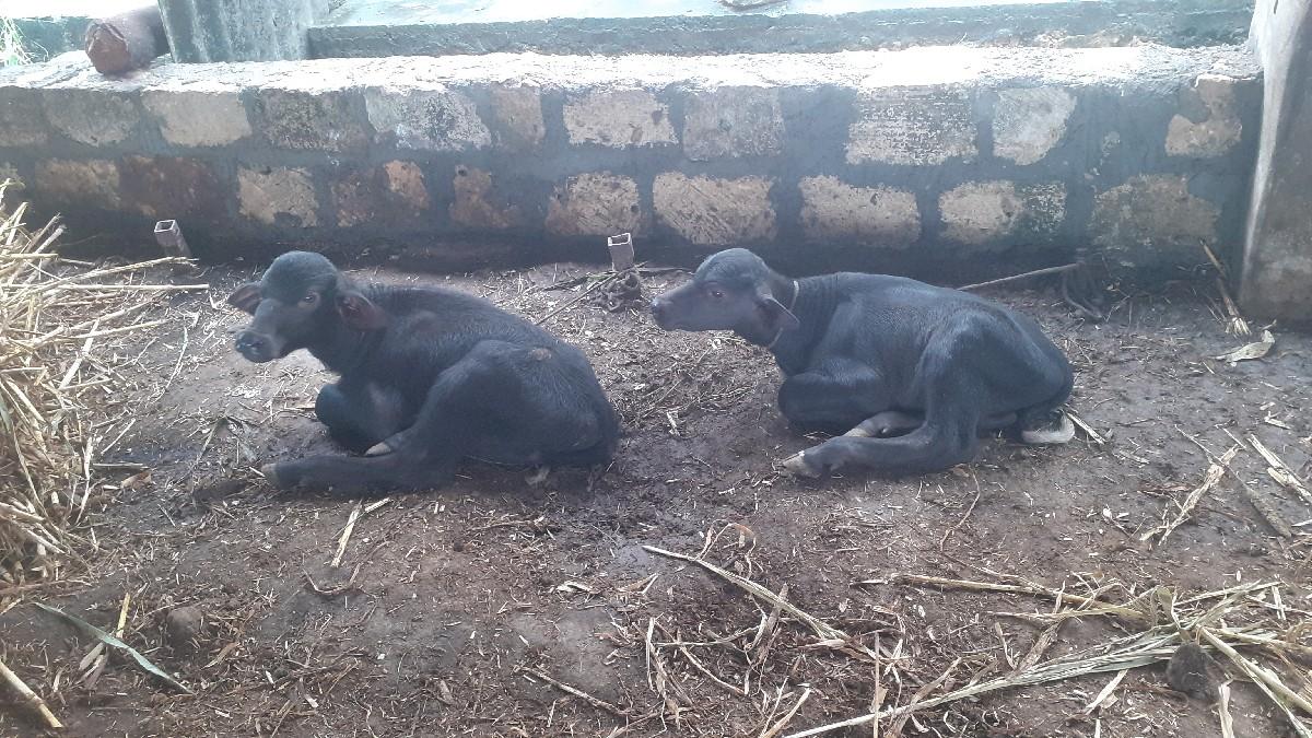 2  પાડા    વેસવાના   સે