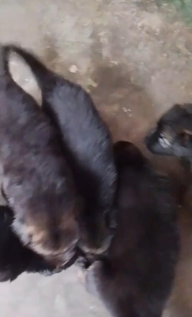 german shepherd mal and female