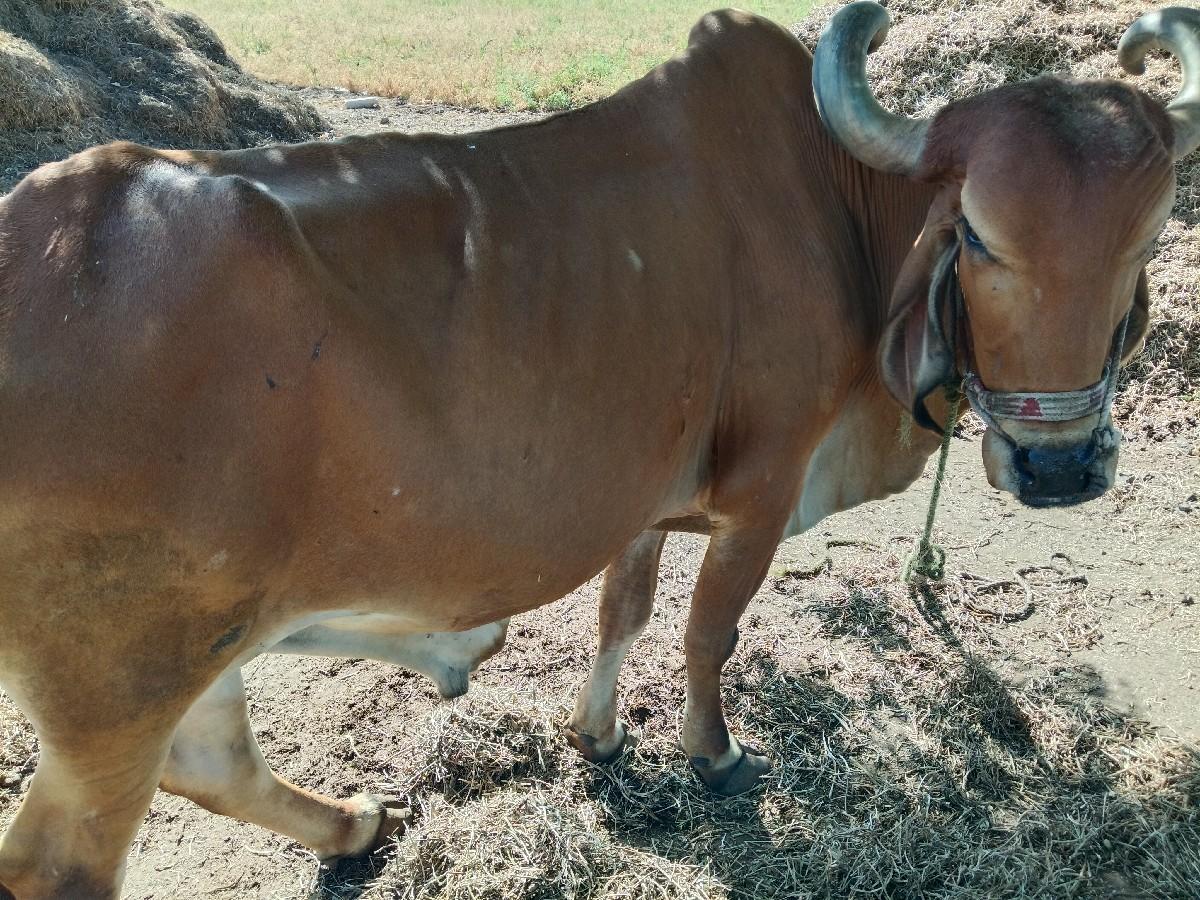 થંબનેલ 2