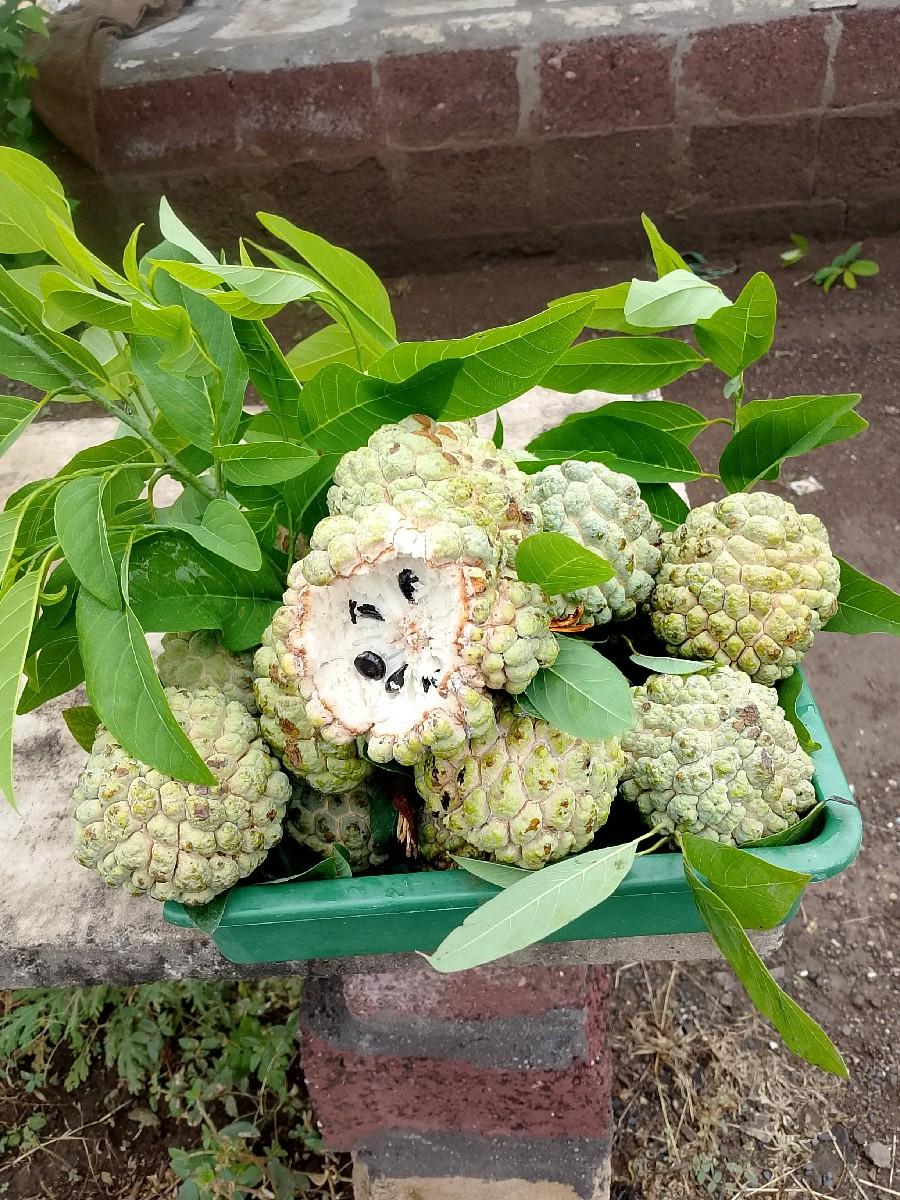 થંબનેલ 2