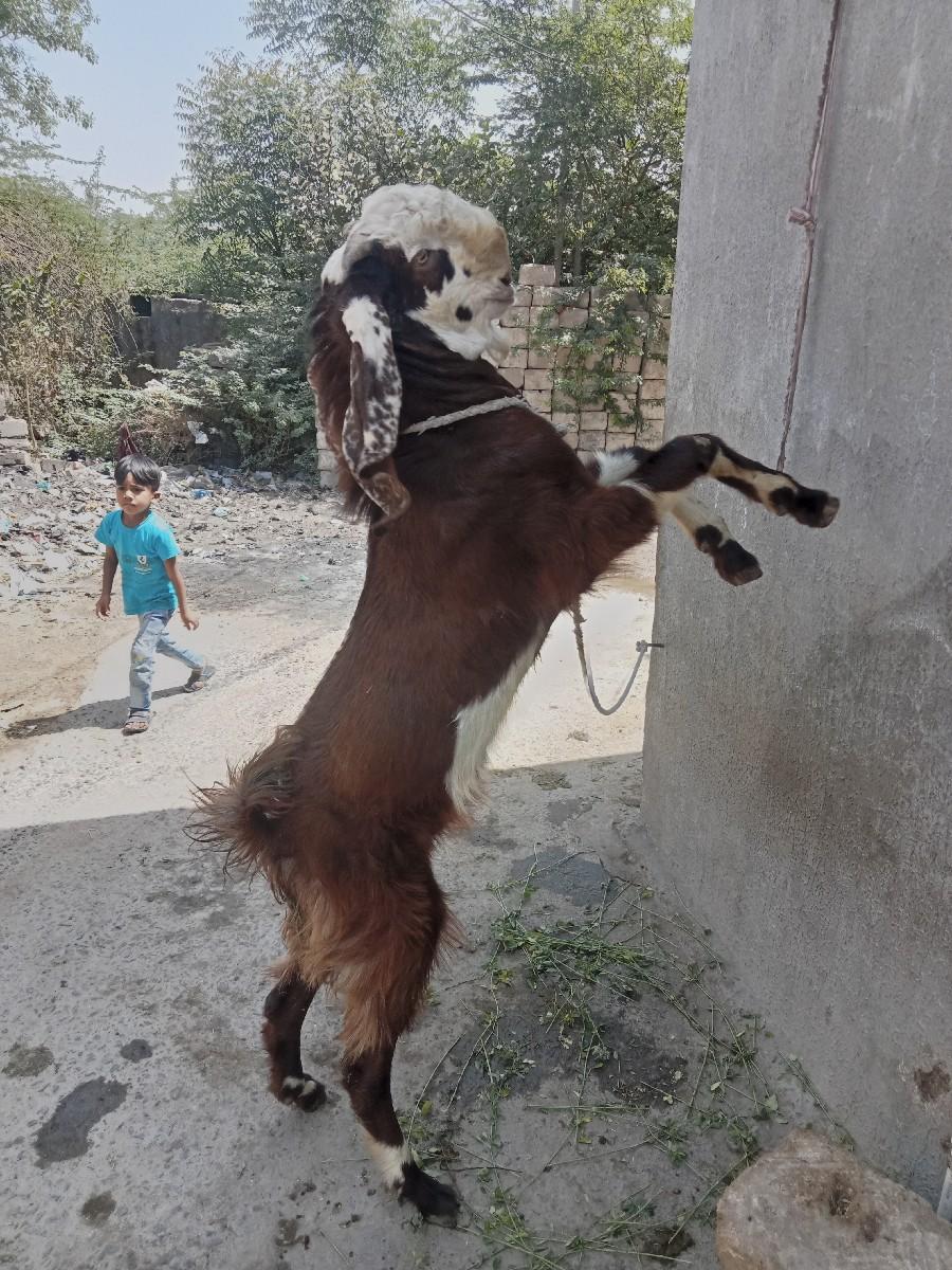 થંબનેલ 1