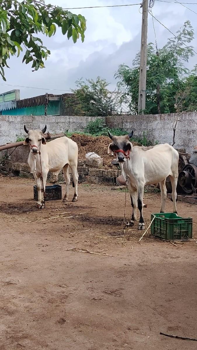 थंबनेल 2